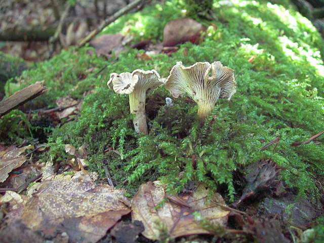 Funghi trasformisti , necrofili e sterili